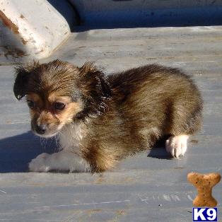 Puppies in OK